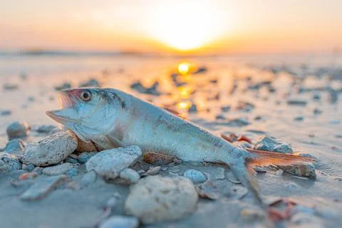 Red Tide. Dead fish on the beach Gulf of Mexico Stock Photos