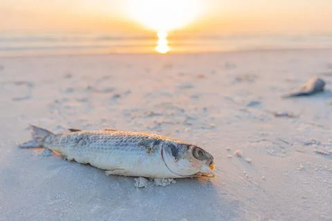 Red Tide. Dead fish on the beach Gulf of Mexico. Stock Photos
