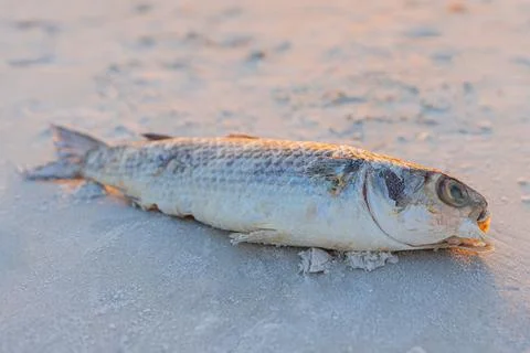 Red Tide. Dead fish on the beach Gulf of Mexico. Stock Photos