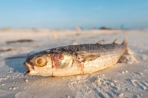 Red Tide. Dead fish on the beach Gulf of Mexico Stock Photos