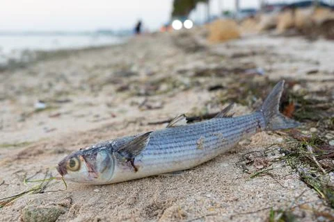 Red Tide. Dead fish on the Gulf of Mexico. Florida natural disaster. Stock Photos