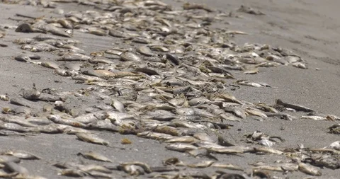 Red Tide fish kill at Sarasota, FL Stock Footage 94331845