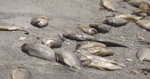 Red Tide fish kill at Sarasota, FL Stock Footage 94332221