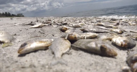Red Tide fish kill at Sarasota, FL Stock Footage 94332813