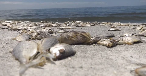 Red Tide fish kill at Sarasota, FL Stock Footage