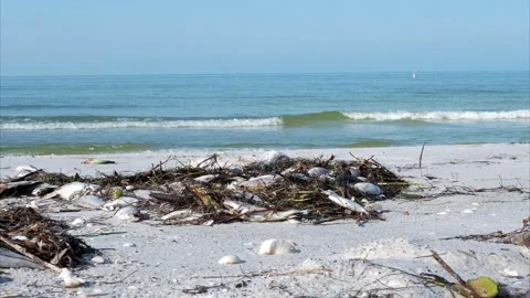 Red tide fish kill on St. Pete Beach. Stock Footage 227394170