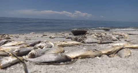 Red Tide kills thousands of fish and wildlife in Florida Stock-Footage 94332794