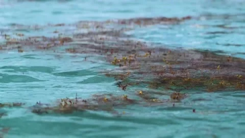 Red Tide Seaweed Algae Bloom Floating on Ocean Stock Footage 205907148