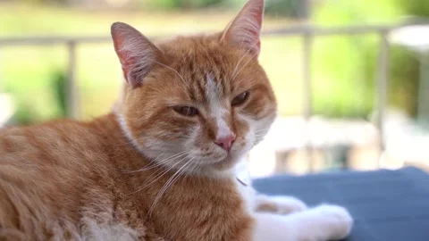 RED TIGER CAT Vidéo 214681435