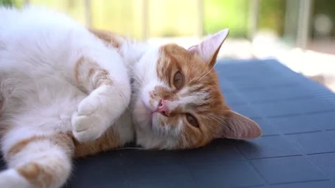 RED TIGER CAT Vidéo 214681456