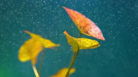Red tiger lotus or Nymphaea lotus var rubra, aquatic plant water lily. Fish.. Stock Footage 238018869