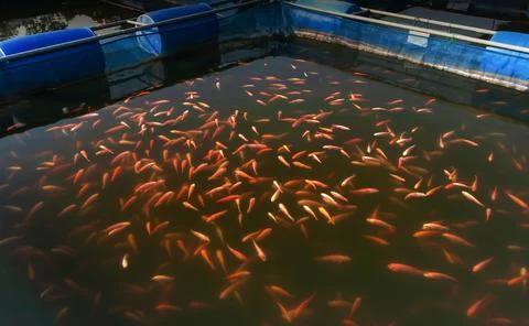 Red Tilapia Fish in a farming cage. Stock Photos