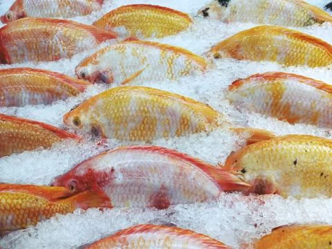 Red tilapia fish or Ruby fish on ice at the supermarket Stock Photos