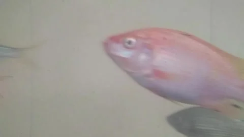 Red tilapia fish swimming gracefully inside a freshwater aquarium tank, sho.. Stock Footage 340457918