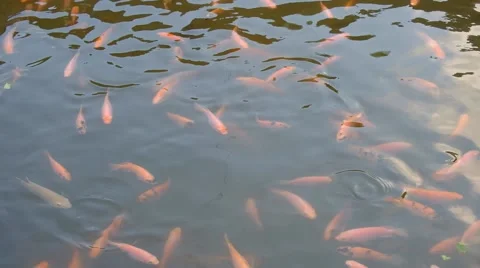 Red tilapia fish on the water Stock Footage 140313563