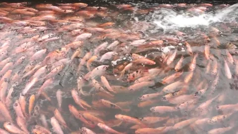 The red tilapia Stock Footage 142303143