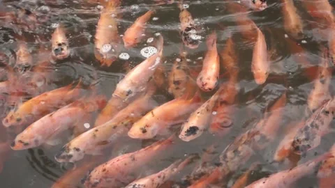 The red tilapia Stock Footage 142303166