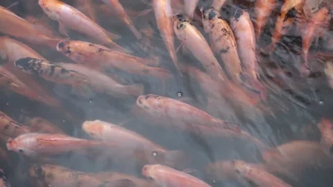 The red tilapia Stock Footage 142303169