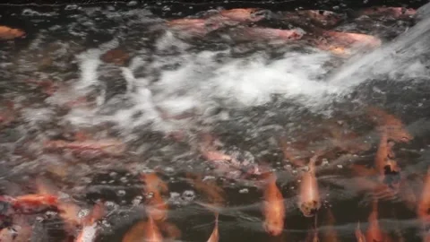 The red tilapia Stock Footage 142303171