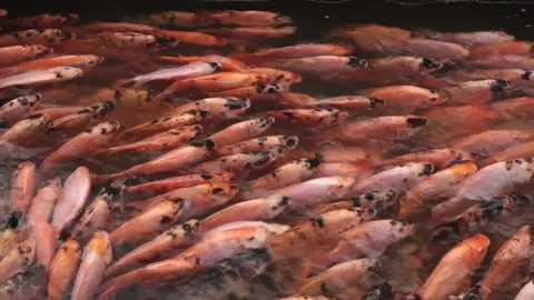 The red tilapia Stock Footage 142303212