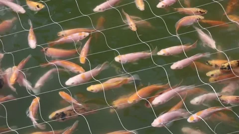 Red tilapia in the net. Fish in the pond. Stock Footage 234857565