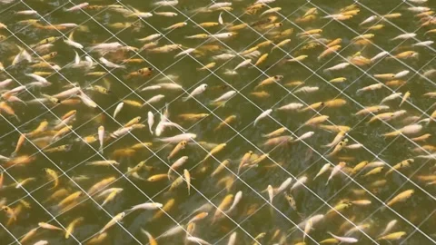 Red tilapia in the net. Fish in the pond. Fresh tilapia in the net Stock Footage 234857722