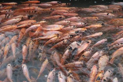 The red tilapia Stock Photos