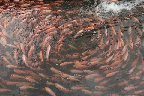 The red tilapia Foto stock