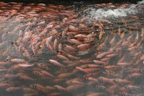 The red tilapia Foto stock