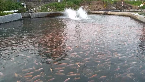 Red tilapia pond 스톡 동영상 206636364