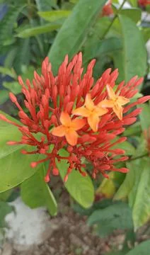 Red tiny flower cluster of Rubiaceae flower Stock Photos