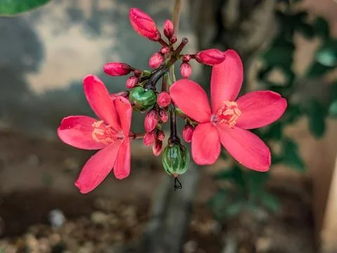 Red Tiny Flowers with Blurred Background - Nature Photography Stock Photos
