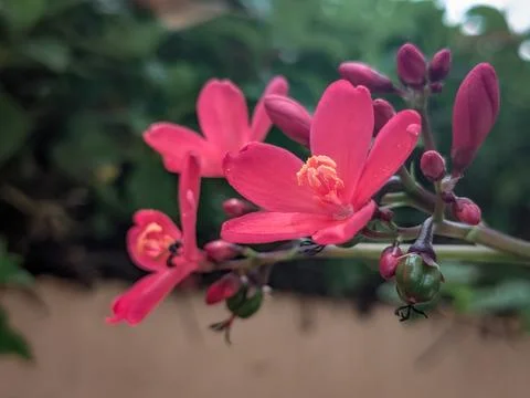 Red Tiny Flowers with Blurred Background - Nature Photography Stock Photos