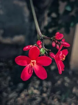 Red Tiny Flowers with Blurred Background - Nature Photography Stock Photos