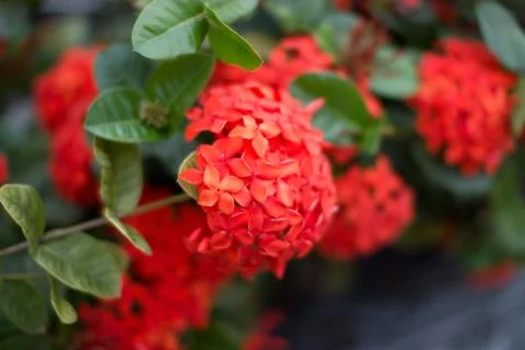 Red tiny flowers Stock Photos