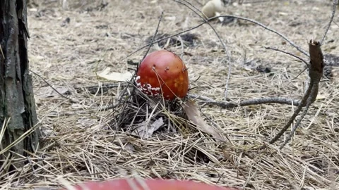 Red Tiny Fly Agaric Stock Footage 255462500