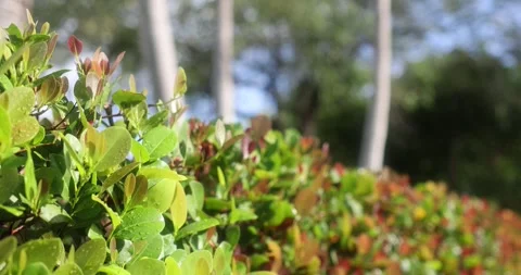 Red tip cocoplum hedge and palms landscape in Florida Stock Footage 249949995