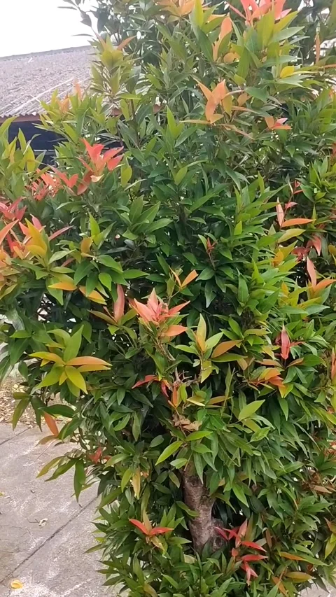 Red tip flower Stock Footage 325722493