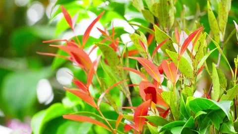 Red Tip Leaf Plant Close-Up with Vibrant Foliage Stock Footage 324982785