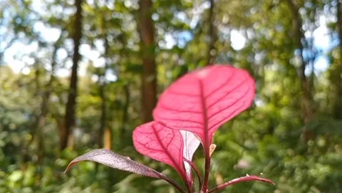 Red tip leaf plant fresh red color. Stock-Footage 331243750