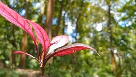 Red tip leaf plant the veins are clearly visible. Video stock 331243748