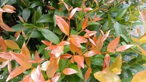 Red tip leaves Stock Photos
