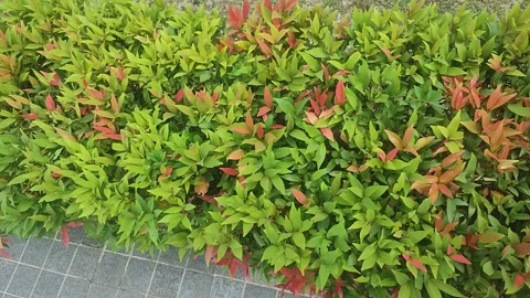 Red-Tip Ornamental Hedge Leaves Swaying in Wind, Tropical Garden Close-Up Stock Footage 345548643
