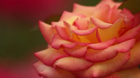 Red tipped yellow rose Stock Footage 35660799