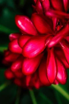 Red Tips Stock Photos