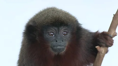 Red Titi Monkey Looking at Camera Against Light Background Stock Footage 345243332