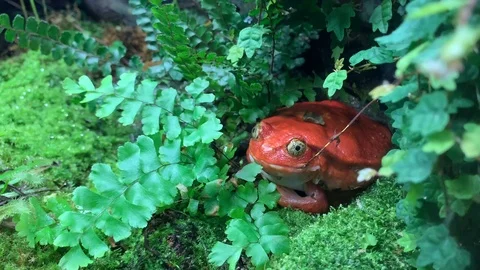 Red toad sits in a thicket of grass Stock-Footage 117754757