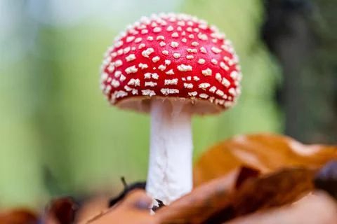 Red toad stools actual name - Fly Agaric (Amanita muscaria) Stock Photos