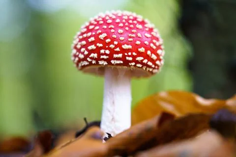 Red toad stools actual name - Fly Agaric (Amanita muscaria) Stock Photos