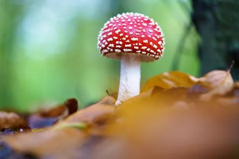 Red toad stools actual name - Fly Agaric (Amanita muscaria) Stock Photos